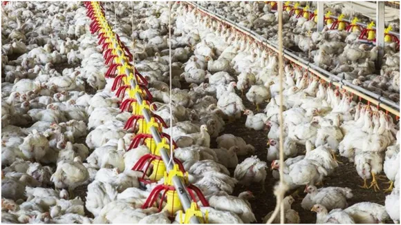 Poultry Industry