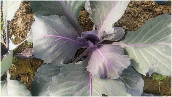 Red Cabbage