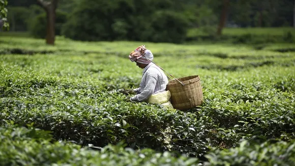 Assam Tea Estate