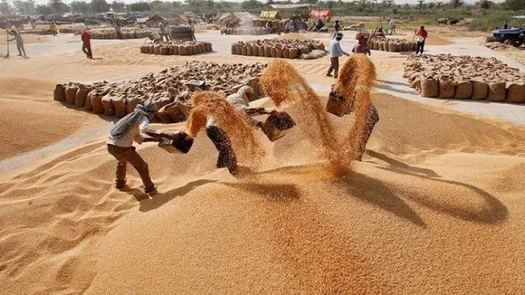 गेहूं (Wheat)