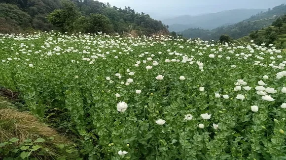 poppy plant