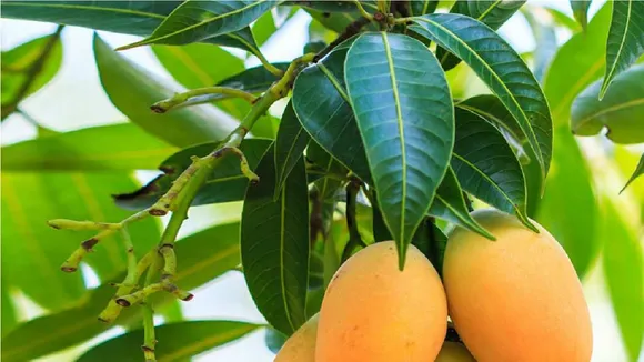 mango leaves