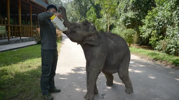 world elephant day special story