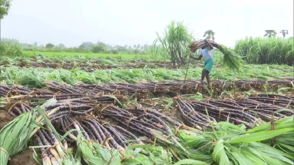 sugarcane