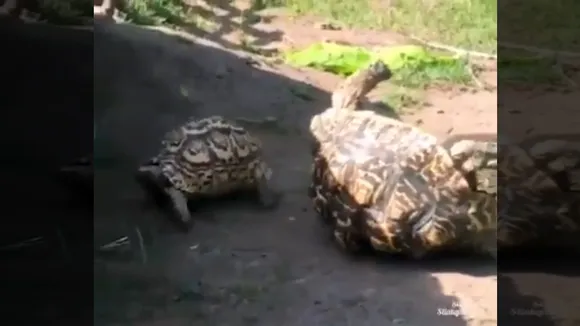 tortoise