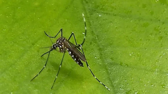 dengue