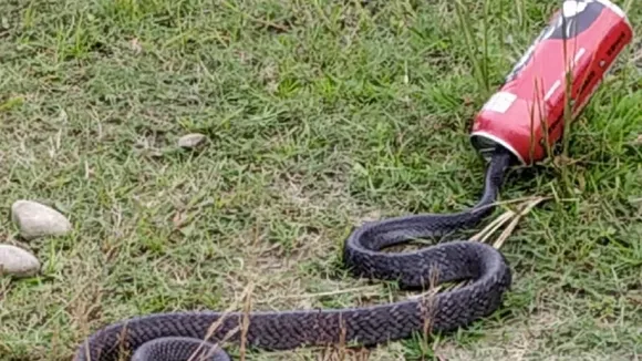 king cobra stuck in beer can