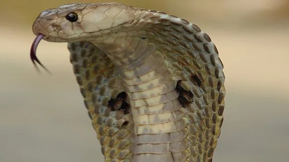 kingcobra