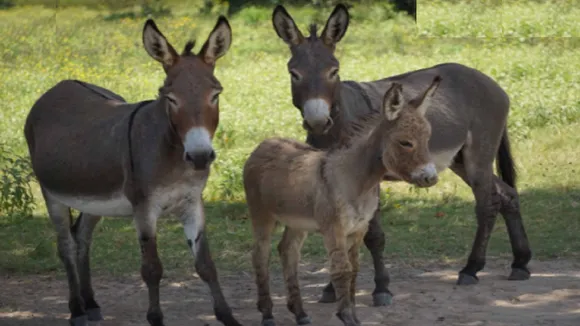 Donkeys