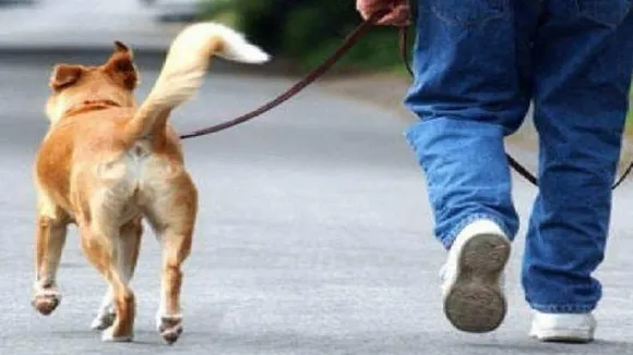 pet dog