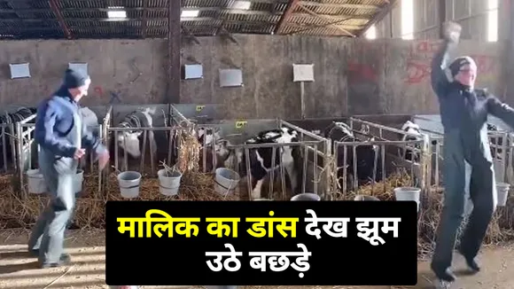 Video Of Dancing Calves