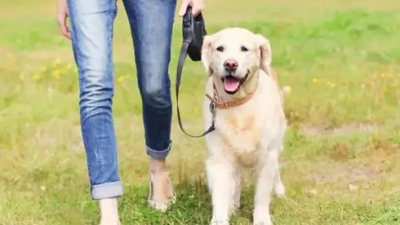 pet dog