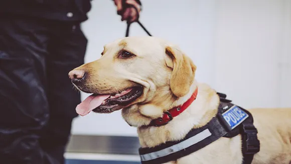 labrador with police