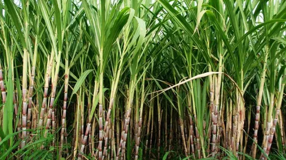 sugarcane