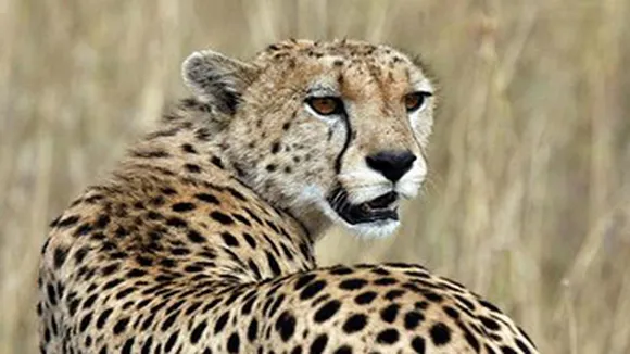 Cheetah