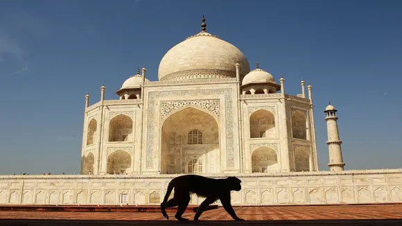 monkey at taj mahal