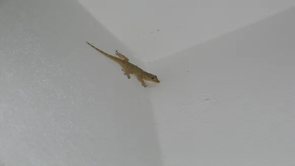 Lizard Gestures Gives Future Prediction