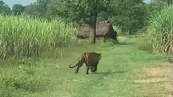 tiger