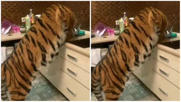 Tiger Viral Video