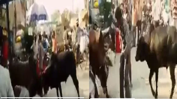 Bull Fighting Viral Video