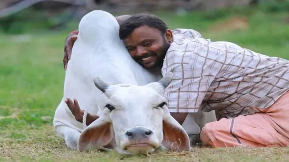 Cow hug day