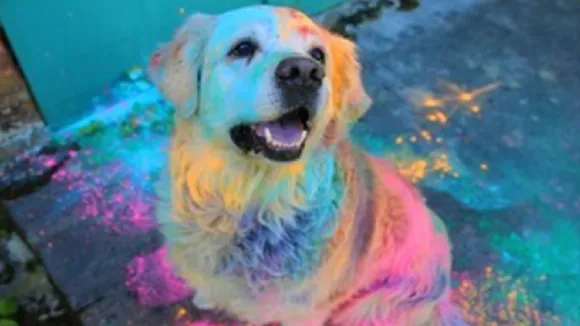 pet in holi