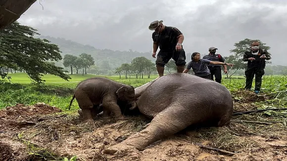 elephant viral video