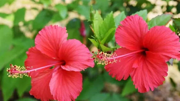 Hibiscus