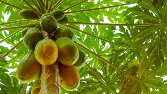 Papaya benefits