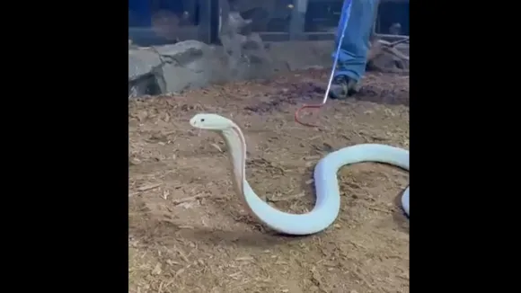 viral white cobra video