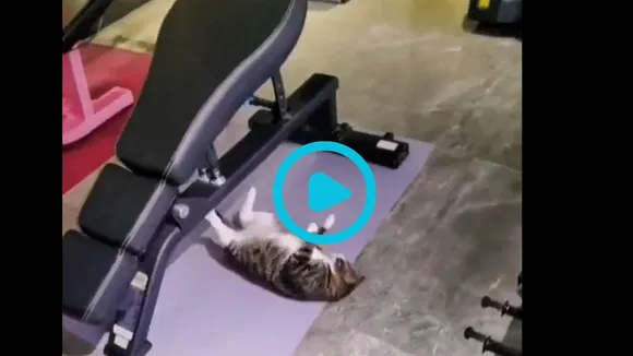 viral cat trending video