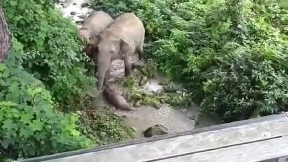 Elephant video