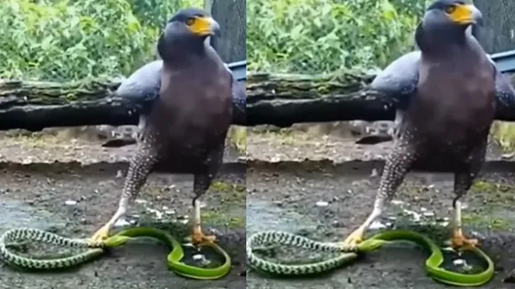 eagle kills snake