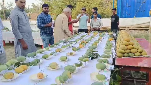 mango festival