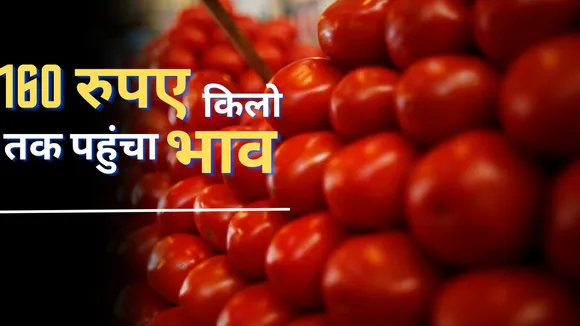 Tomato Price Today