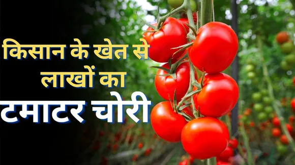 Tomato Price Hike