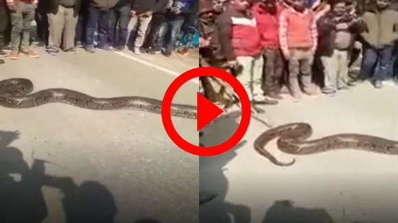 snake video