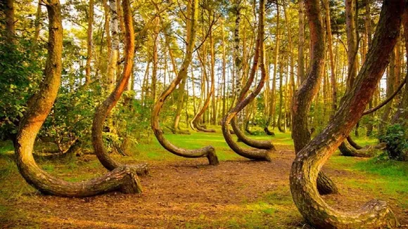 Crooked Forest