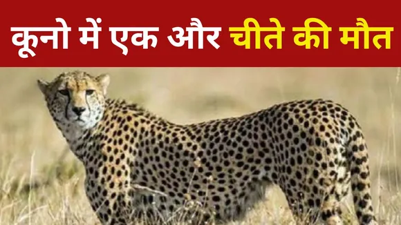 Kuno Cheeta Died