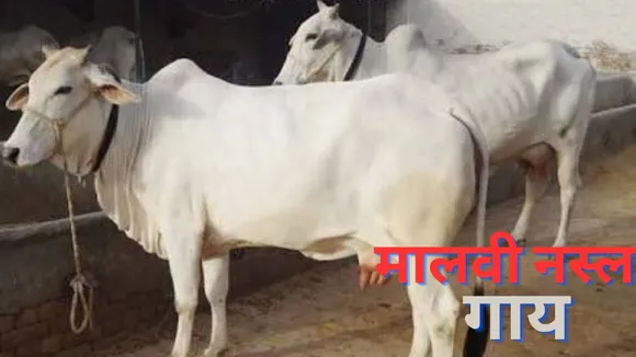 Malvi Cow