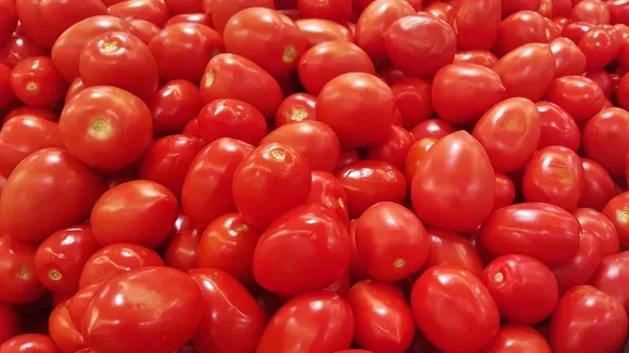 tamatar