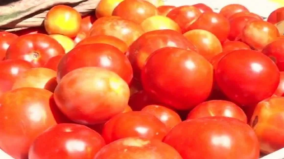 tomato price today