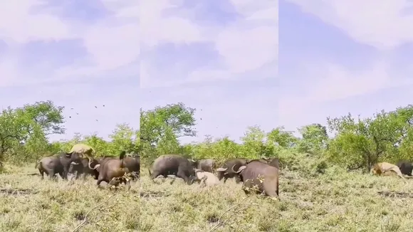 Lion and Buffalo fight