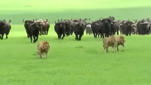 lion and buffalo fight