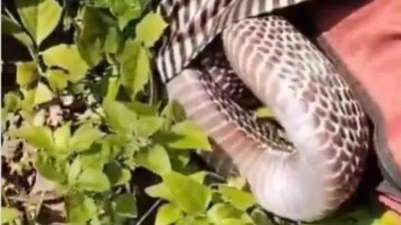 viral snake trending video