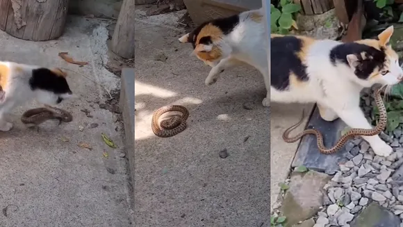 Snake Cat fight