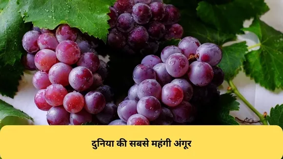 most expensive grapes