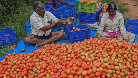 Tomato Price Today