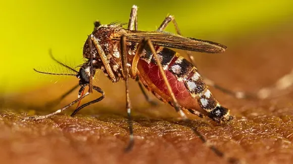 dengue cases in bihar