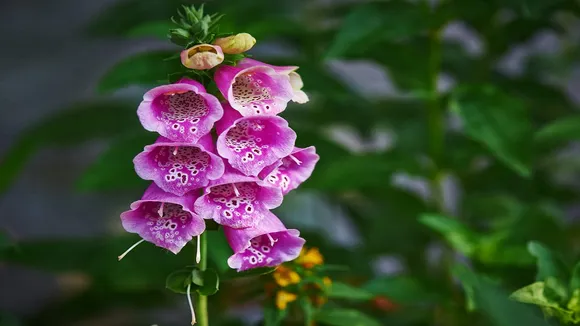 foxglove flower